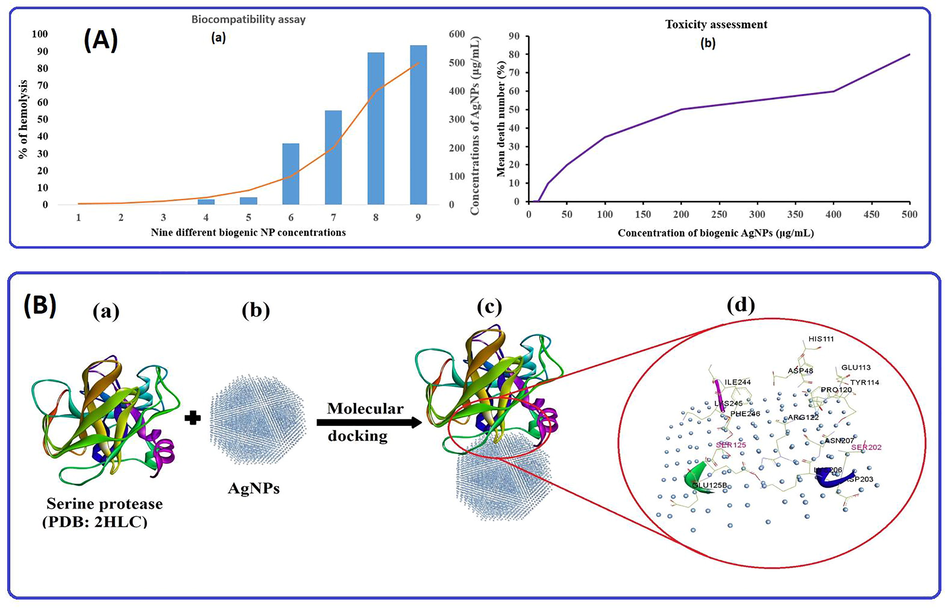 (A(a)) % hemolysis behavior of biogenic AgNPs at different concentrations and (A(b)) correlation between AgNPs concentration and % mean mortality of brine shrimp for cytotoxicity assessment; (B) Molecular docking binding pattern analysis of (B(a)) serine protease; receptor with (B(b)) AgNPs, (B(c)) best possible docking pose, and (B(d)) various interactions of active amino acids, including SER in red and other amino acids of serine protease.