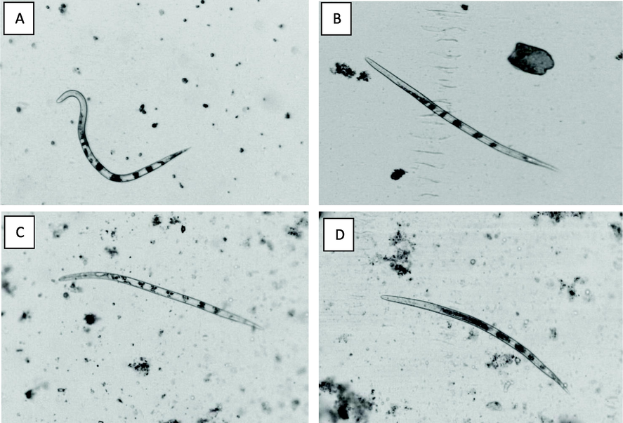 Effect of exposure to: A. Potato dextrose broth (Control)-sigmoid, B.P. citrinum MN518391-straight, C. and D.A. niger MK713445 and A. niger MN513383-bent on characteristic shapes of M. javanica J2s, A.(∑-shape),B.(I shape), and C. and D. are(banana-shape).