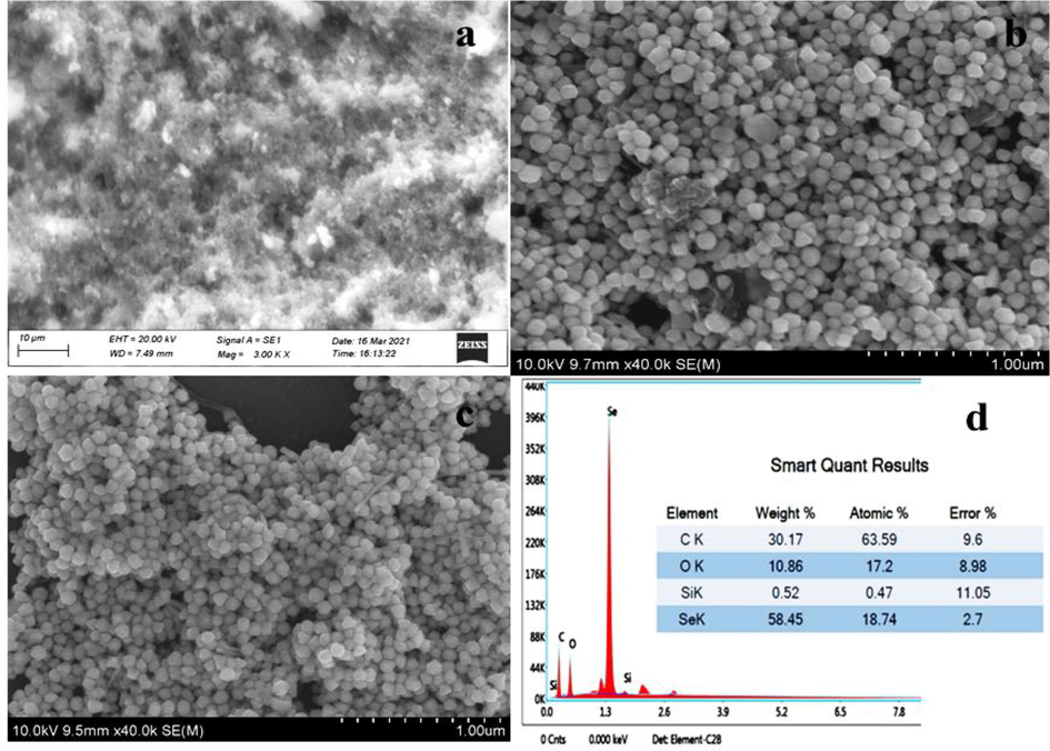 SEM (a, b, c) with EDAX (d) reveals the Gw-SeNPs morphology and elemental percentage.