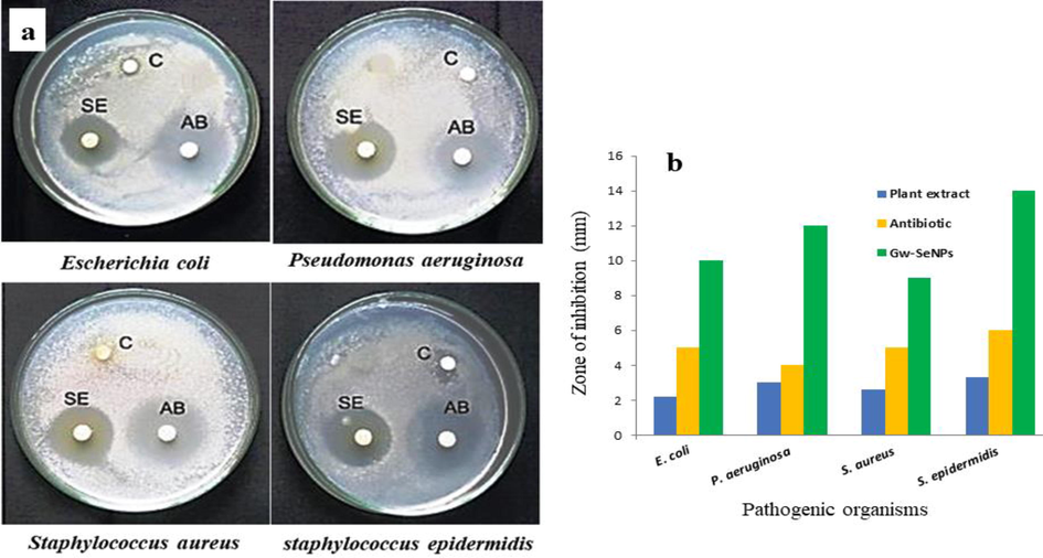 Antibacterial activity of bio synthesized SeNPs from Goniothalamus wightii leaf extract. a) Inhibition zone of different pathogen bacteria and C - Control leaf extract, SE - SeNPs, AB - Antibiotic (Tetracycline). b) Diameter of inhibitory zone for Goniothalamus wightii leaf extract, antibiotic (Tetracycline) and Gw-SeNPs.