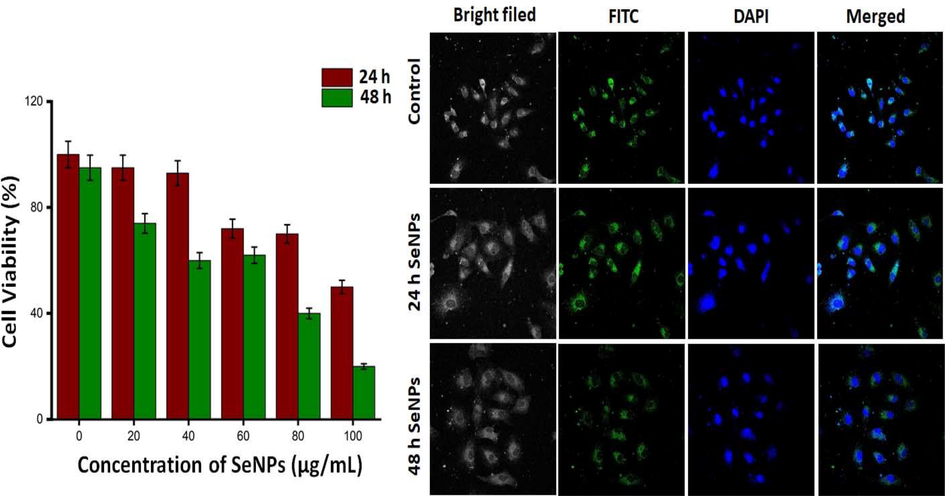 Biosynthesized Gw-SeNPs was assessed by MTT assay and confocal microscopy was observed by staining live and dead apoptotic cells with DAPI and FITC after 24 and 48 h in MCF-7 cell line.