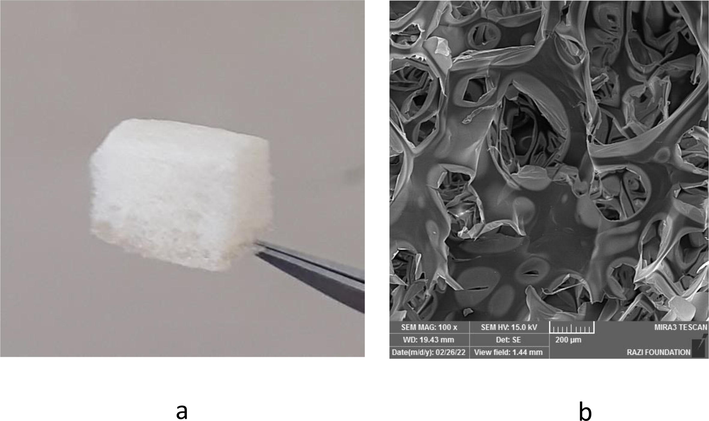 The produced sponge (a). The SEM image of the sponge (b).