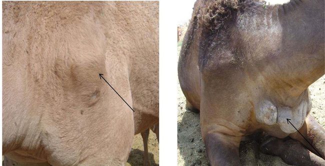 Infected camels showing abscess formation filled with pus.