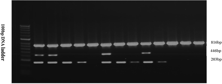 Agarose gel electrophoresis showing multiplex PCR for amplification of 816 bp fragments of 16S Rrna, 446 bp fragments of rpoB gene and 203 bp fragments of PLD gene of C. pseudotuberculosis.