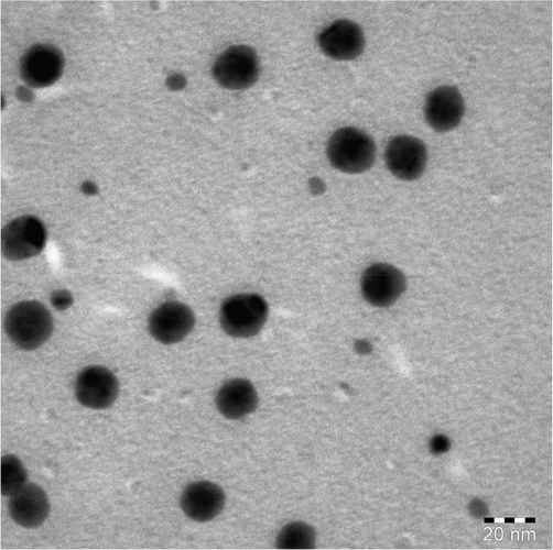 TEM of COCA/Fe2O3 nanocomposite.