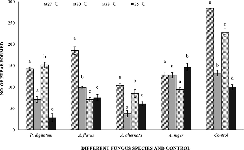 Response of Callosobruchus maculatus (pupal population) on fungal infected and non-infected C. arietinum at different temperatures. Bars on each column represents standard error (±SE). Duncan test at P = 0.05. (Different fungus species and control are present on X-axis, developmental time at different temperatures is on Y-axis).