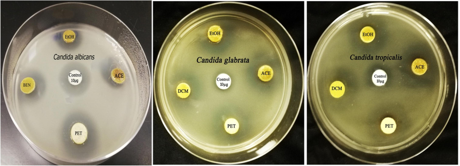 Antifungal activity of clove extracts (10 mg/disc) against different candidal strains.