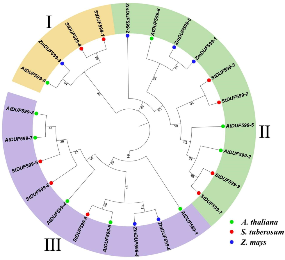 A neighbor-joining phylogenetic tree assessment of DUF599 genes from A. thaliana, Zea mays, and S. tuberosum. Overall, 9 AtDUF599 from A. thaliana (green circles), 6 ZmDUF599 from Z. mays (blue circles), and 9 StDUF599 from S. tuberosum (red circles) were clustered into three major classes, denoted by exclusive colors.