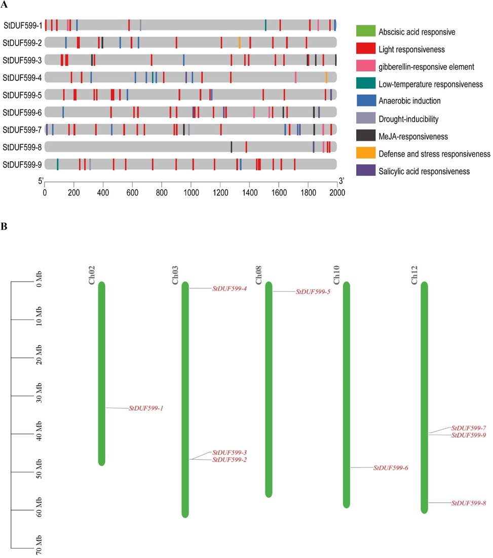 (A) cis-elements in the promoter regions of the StDUF599 genes are linked with different hormone- and stress-responsive elements. Different color boxes show different identified elements. See Supplementary Table S2 for more information. (B) Chromosomal distribution of StDUF599 genes. The green color showed Chromosomes; red color genes.