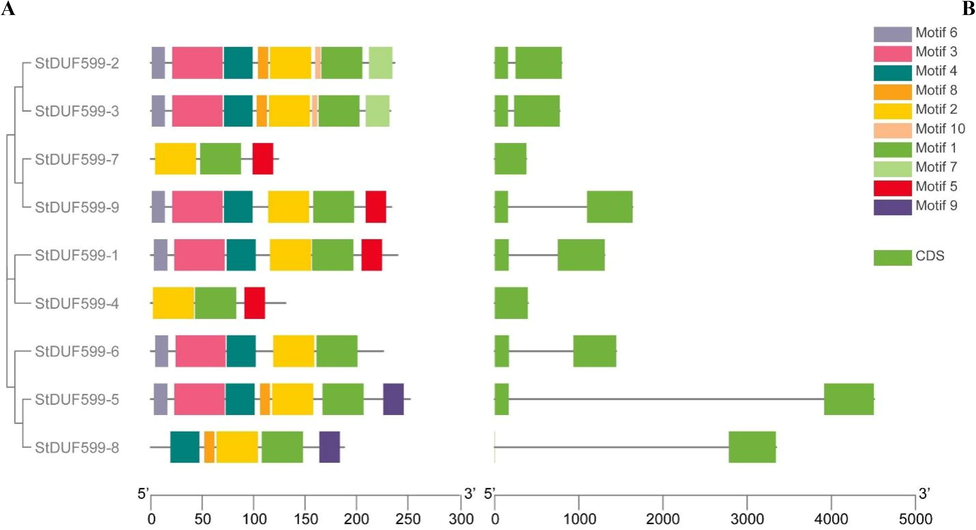 The gene structure and motif analysis of StDUF599 genes. Based on phylogenetic relationships, the StDUF599 were clustered into three major classes. (A) Conserved motif compositions were detected in StDUF599. Different color boxes represent different motifs. (B) Gene structure of StDUF599 genes. The light green color denotes exon and the black horizontal line symbolizes introns.