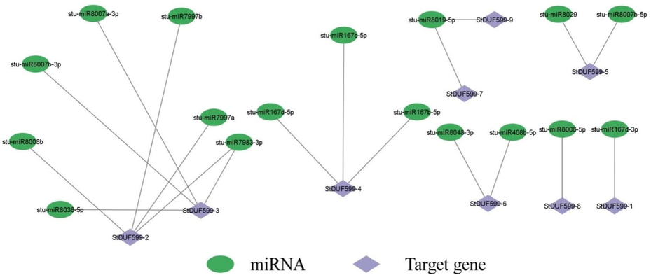 miRNA targeting StDUF599 genes. (A) Network figure of anticipated miRNA targeting StDUF599 genes. Green colors correspond to miRNAs, and purple color represents StDUF599 genes. See Supplementary Table S4 for the detailed data of all predicted miRNAs.