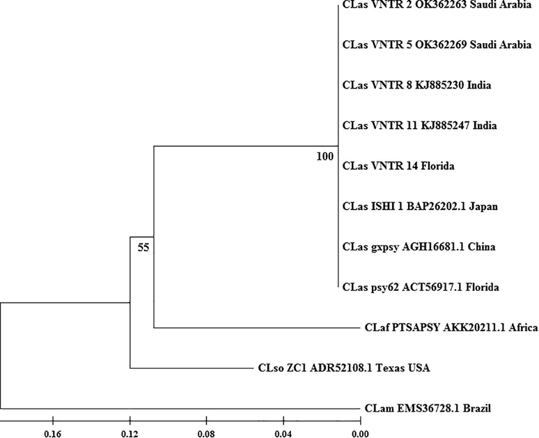 Phylogeny of Candidatus Liberibacter spp, the causal agent citrus greening based on bacteriophage repressor protein C1 showing relatively close evolutionary history of ‘Candidatus Liberibacter asiaticus’ (CLas) with ‘Candidatus Liberibacter africanus’ (CLaf) (AKK20211) rather than ‘Candidatus Liberibacter americanus’ (CLam) (EMS36728). CLas and CLaf are close to CLso ‘Candidatus Liberibacter solanacerum’ (CLso). The amino acid of Saudi Arabia isolates and some selected CLas were translated in-silico using BioEdit version 7.0.5.3 before phylogenetic tree construction. The evolutionary history was inferred using the Neighbor-Joining method. The percentage of replicate trees in which the associated taxa clustered together in the bootstrap test (1000 replicates) are shown next to the branches.