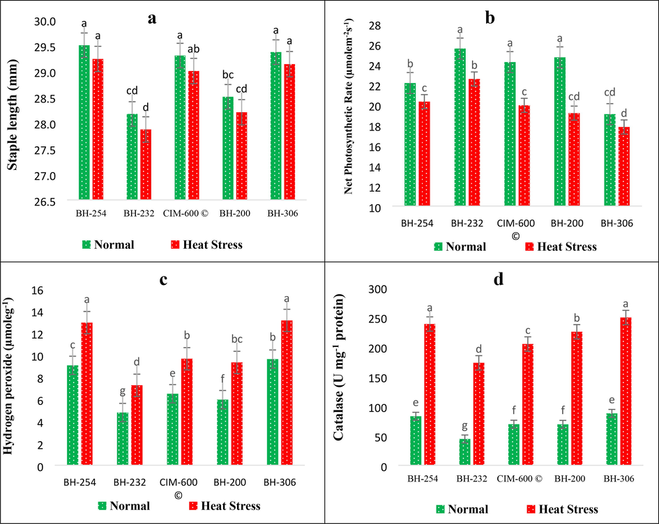 Impact of Heat stress on (a) Staple length and (b) Net Photosynthetic rate (Pn) (c) Hydrogen peroxide (H2O2) and (d) Catalase (CAT) activity in cotton genotype.