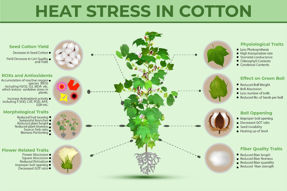 Impact of Heat Stress on Cotton Genotypes under Current study.