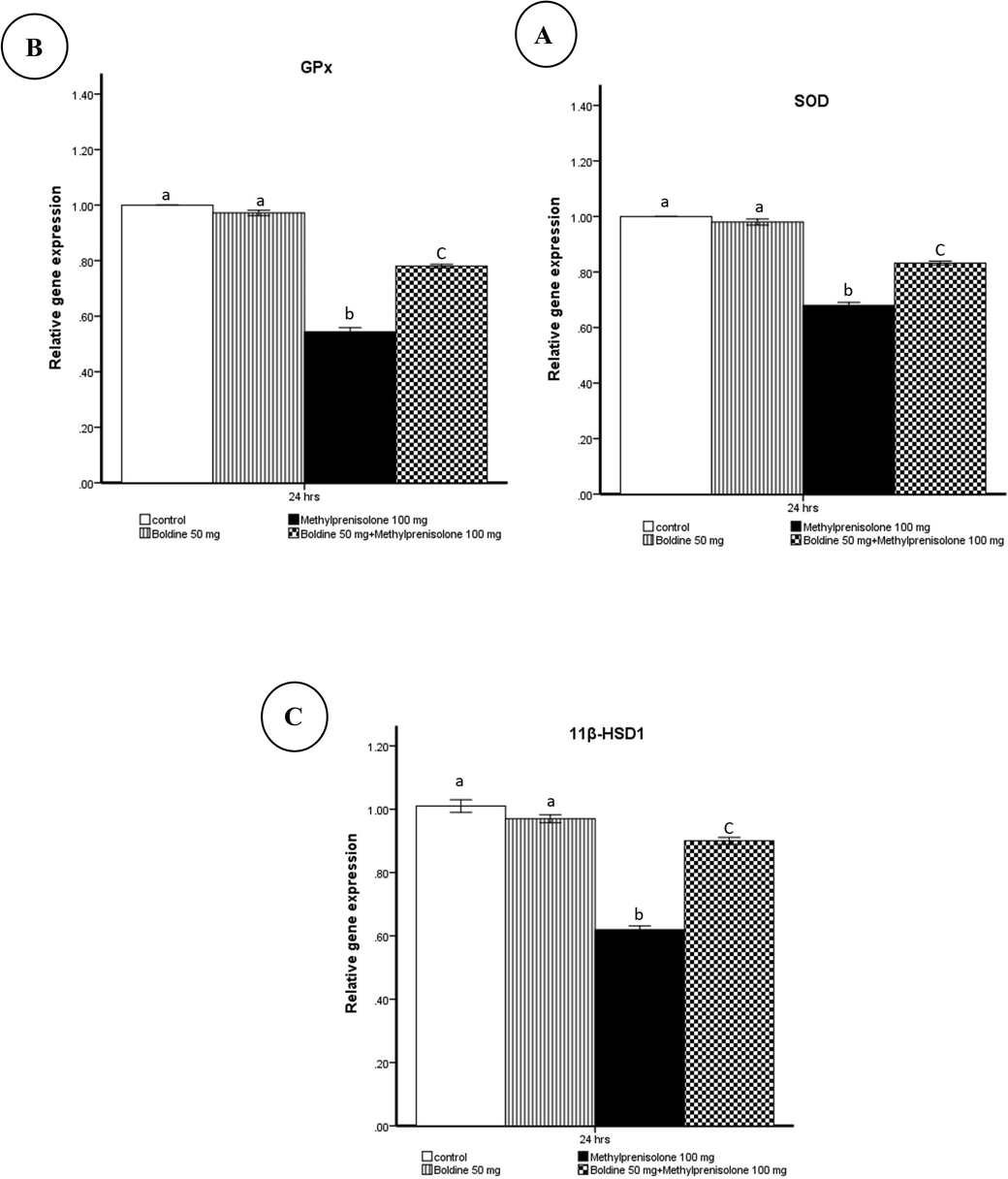 Effect of methylprednisolone on SOD(A), GPx(B), and 11β-HSD1(C) mRNA levels determined by the real-time PCR method were normalized to the quantity of GAPD mRNA.