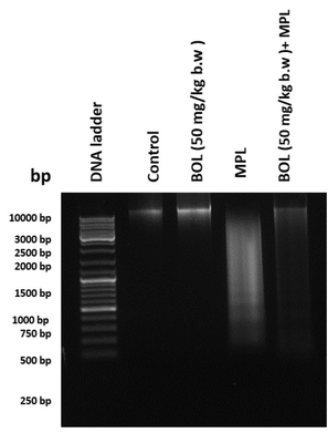 DNA fragmentation in control and experimental rats. Lane 1: control group; lane 2: group treated with BOL (50 mg/kg); lane 3: group treated with MPL (100 mg/kg); lane 4: group treated with BOL (50 mg/kg) + MPL (100 mg/kg).