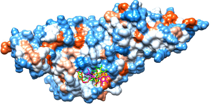 AutoDock Vina retrieved docked poses of the top 1% ranked olive secoiridoids (shown as sticks, red: Demethyloleuropein aglycone, yellow: Oleuroside, magenta: Oleuropein, green: Oleuroside-10-carboxylic acid) inside the binding site of SARS-CoV-2 PLpro (Connolly surface).