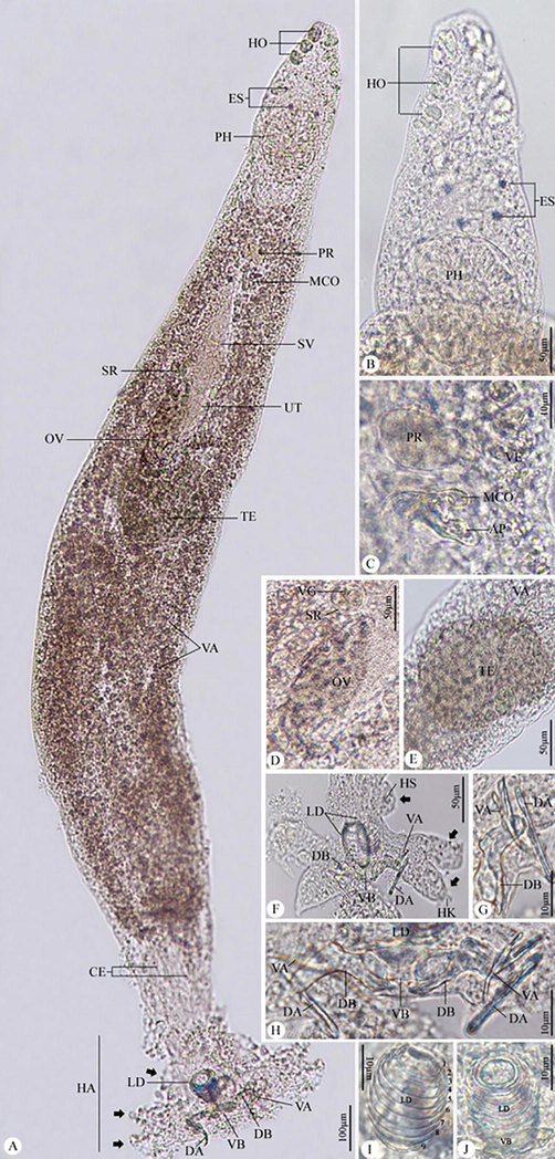 Photomicrographs of Protolamellodiscus senilobatus infecting Argyrops filamentosus. (A) whole mount preparation. (B) anterior region of the body. (C) male copulatory complex and prostatic reservoir. (D) ovary. (E) testis. (F-H) haptor with related structures. (I,J) Lamellodiscs with 9 lamellae. Note: HO, head organs; ES, eye spots; PH, pharynx; PR, prostatic reservoir; MCO, male copulatory organ; SV, seminal vesicle; OV, ovary; TE, testis; VA, vitellaria; CE, Ceca; HA, haptor; LD, lamellodiscs; DA, dorsal anchor; VA, ventral anchor; VB, ventral bar, DB, dorsal bar, Black arrows, bilateral lobes of haptor; HS, hook(s); AP, accessory piece; SR, seminal receptacle.