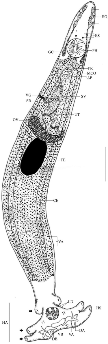 Line drawing of Protolamellodiscus senilobatus infecting Argyrops filamentosus. Note: HO, head organs; ES, eye spots; PH, pharynx; PR, prostatic reservoir; MCO, male copulatory organ; SV, seminal vesicle; OV, ovary; TE, testis; VA, vitellaria; CE, Ceca; HA, haptor; LD, lamellodiscs; DA, dorsal anchor; VA, ventral anchor; VB, ventral bar; DB, dorsal bar; Black arrows, bilateral lobes of haptor; AP, accessory piece; SR, seminal receptacle; GC, glandular cells; HS, hook(s). Scale bar = 100 µm.