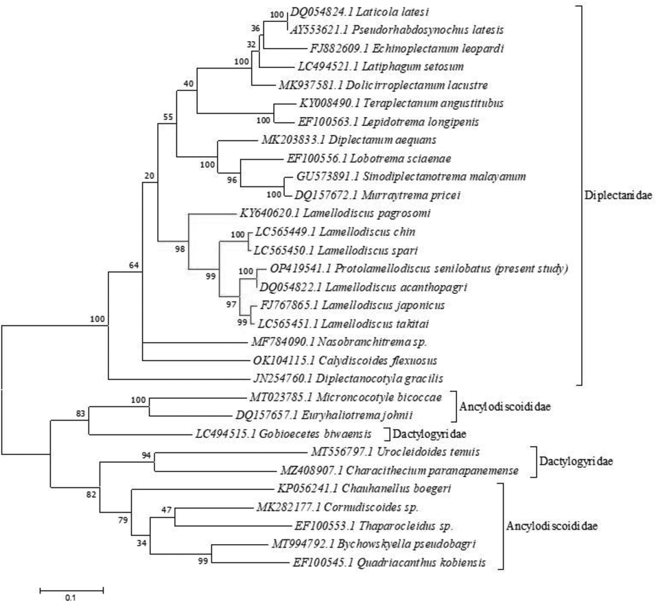 Molecular Phylogenetic analysis of the partial 28S rRNA sequence by Maximum Likelihood (ML) method based on the Tamura-Nei model. The tree with the highest log likelihood (-10117.20) is shown. The percentage of trees in which the associated taxa clustered together is shown next to the branches. Initial tree(s) for the heuristic search were obtained automatically by applying Neighbor-Join and BioNJ algorithms to a matrix of pairwise distances estimated using the Maximum Composite Likelihood (MCL) approach, and then selecting the topology with superior log likelihood value. The tree is drawn to scale, with branch lengths measured in the number of substitutions per site.