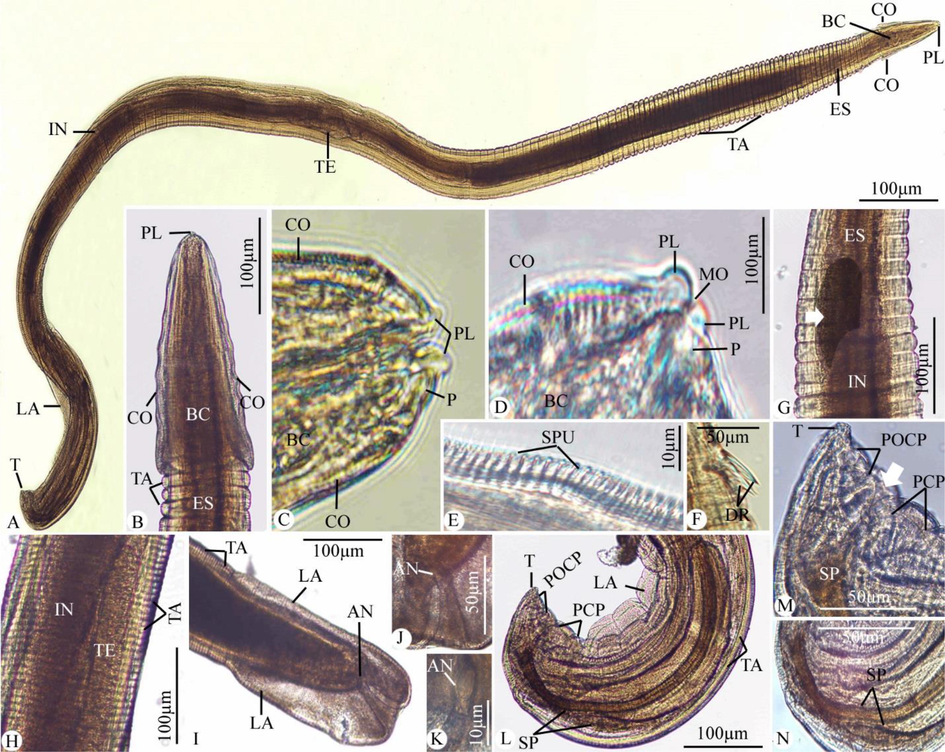 Light photomicrograph of Desportesius invaginatus showing different body parts. (A) Whole mount preparation. (B-N) High magnifications for different body parts: (B-E) Anterior extremity of the body. (F) Deirids. (G) The esophagus is followed by the intestinal diverticula (arrow) and intestine. (H) The middle part of the body shows testes. (I-K) The posterior extremity of the female worm. (L-N) The posterior extremity of the male worm with the cloacal opening (arrow). Note: PL, pesudolabia; BC, buccal capsule; CO, cordons; TA, transverse annulations; DR, deirids; SPU, spinules; ES, esophagus; TE, testes; IN, intestine; LA, lateral alae; T, tail; P, papillae; MO, mouth opening; PCP, precloacal papillae; POCP, postcloacal papillae; AN, anal opening; SP, spicules.