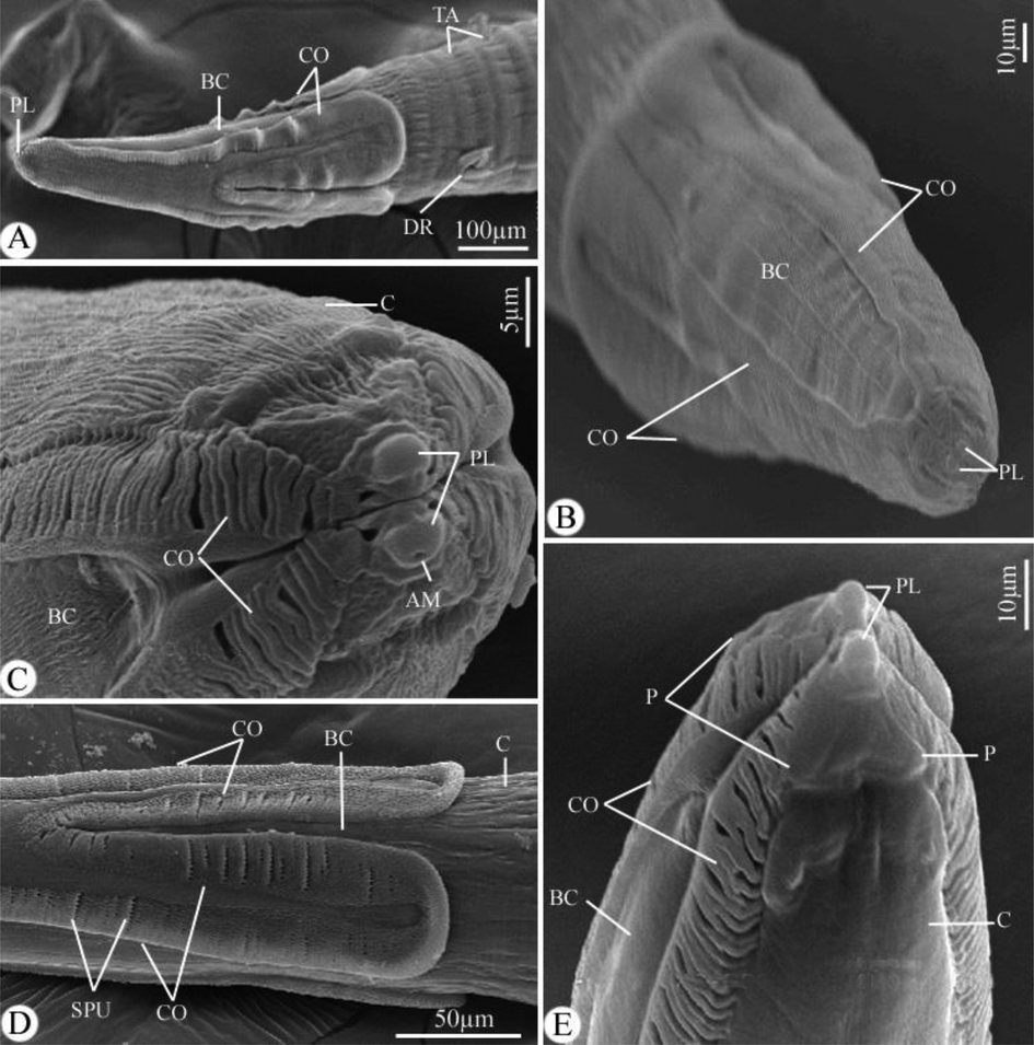 Scanning electron micrographs of Desportesius invaginatus showing different parts in the anterior extremity of the body. Note: AM, amphid; PL, pseudolabia; BC, buccal capsule; CO, cordons; TA, transverse annulations; DR, deirids; C, cuticle; SPU, spinules.