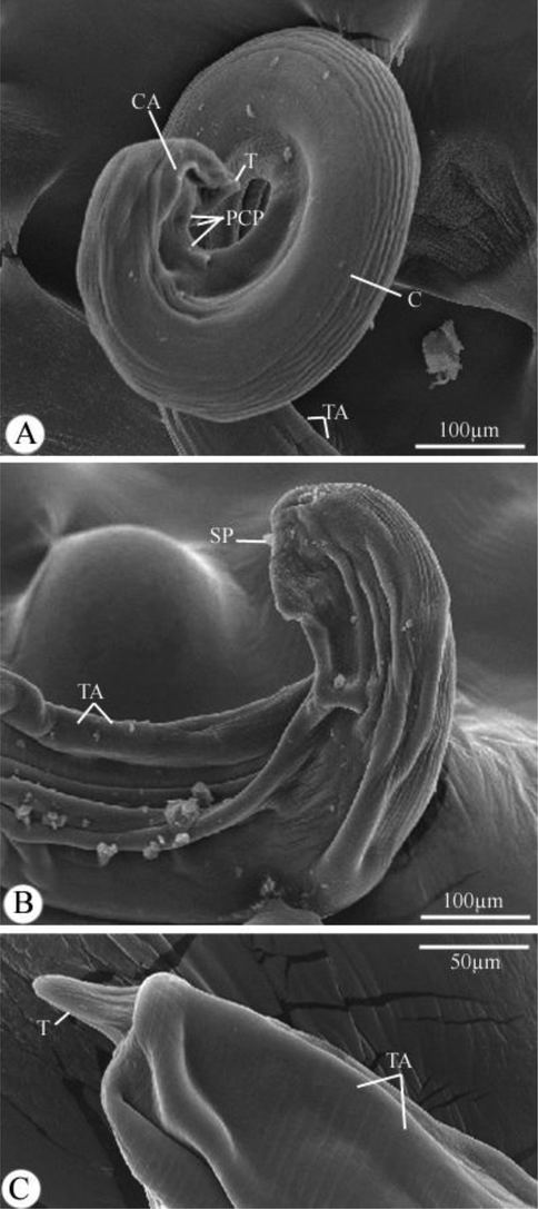 Scanning electron micrographs of Desportesius invaginatus showing different parts in the posterior extremity of the male (A,B) and female (C) body. Note: CA, cervical alae; T, tail; C, cuticle; TA, transverse annulations; SP, spicule.