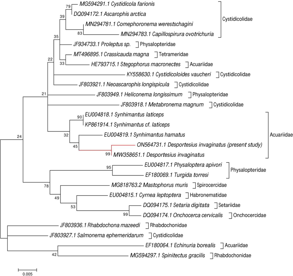 Molecular phylogenetic analysis was done by the ML method for the 18S rRNA gene region based on the Tamura-Nei model. The tree with the highest log likelihood (-2122.15) is shown. Initial tree(s) for the heuristic search were obtained automatically by applying Neighbor-Join and BioNJ algorithms to a matrix of pairwise distances estimated using the Maximum Composite Likelihood (MCL) approach and then selecting the topology with a superior log-likelihood value. The tree is drawn to scale, with branch lengths measured in the number of substitutions per site.