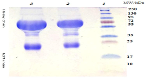 Analysis of camels IgG extracted by ammonium sulphate using SDS-PAGE.Lane 1: molecular weight marker (10–250 kDa), Lane 2 & 3: IgG extracted by ammonium sulfate.