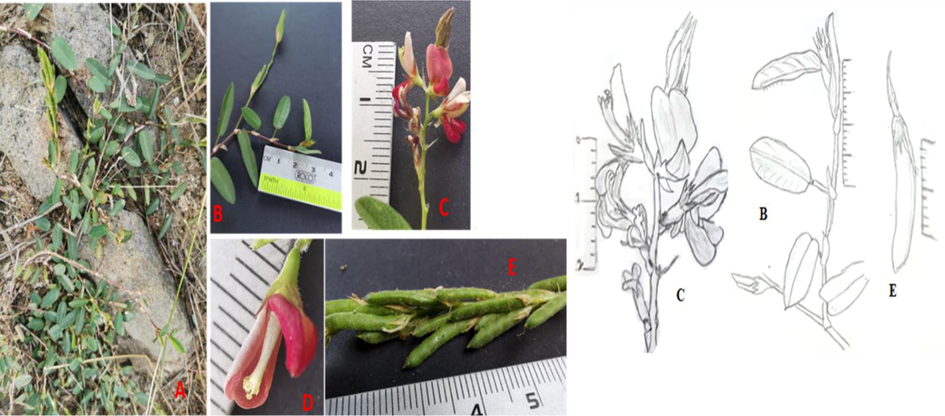 Alysicarpus vaginalis floral and vegetative parts. A: Life form, B: branches with simple alternate leaves, C: The Inflorescences. D: The flower. E: The fruits.