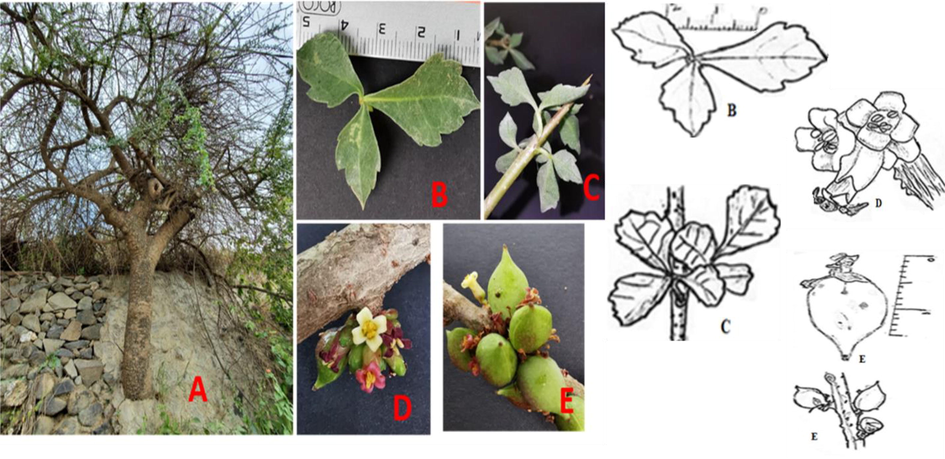 Commiphora schimperi floral and vegetative parts. A: life form. B: 3-foliolate leaves. C: branch with the leaves. D: The clusters of the flowers. E: The fruits.