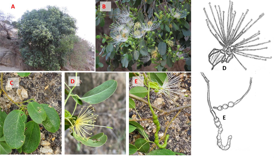 Maerua angolensis DC. subsp. angolensis floral and vegetative parts. A: Life form, B: branches with the flowers, C: Leaves, D: flowers, E: Fruits.