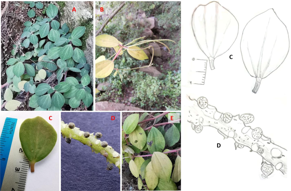 Peperomia leptostachya floral and vegetative parts. A: Plant habit. B: the inflorescence C: leaves, D: part of the fruiting rachis, E: a brownish to red stem, showing the whorls and opposite leaves.