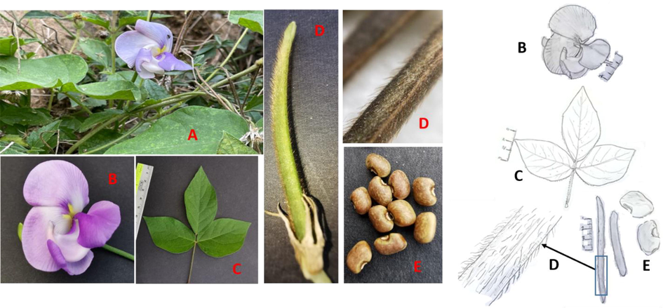 Vigna vexillata floral and vegetative parts. A: close-up with long peduncles and the twining stems. B: flower showing the yellowish nectar on the standard petal, the twisted keel beak, and the spur. C: typical 3- leaflets with rounded bases. D: a whole fruit, close-up fruit with brown hairs. E: the seeds.