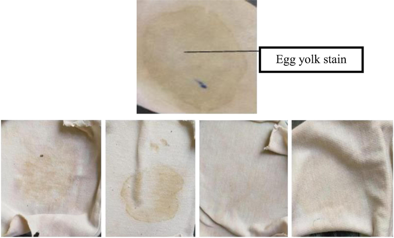 Removal of egg yolk stain by crude protease enzyme., Only water (b) Water and protease (c)Water and detergent (d)Water detergent and protease.