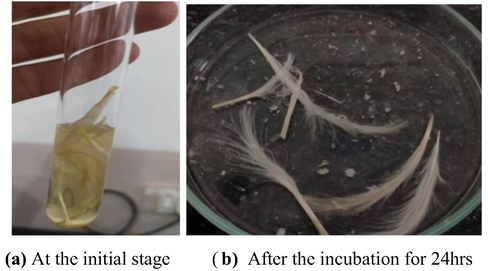 Degradation of chicken feathers from crude protease enzyme.