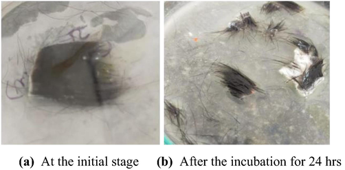 Dehairing by crude protease enzyme.