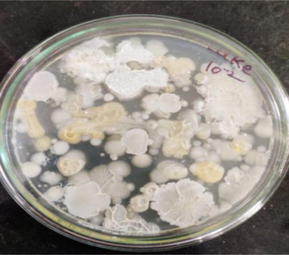 Isolation of bacterial colonies from lake soil.