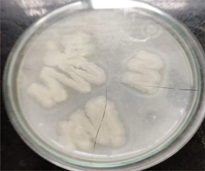 Screening for proteolytic acitivity by skim milk agar.