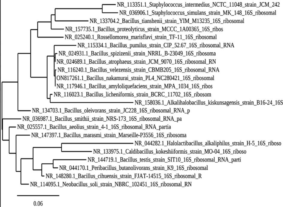 The 16 s rRNA from strain PL4 was used to create a phylogenetic tree illustrating the taxonomic position of the strain. The tree was created using the neighbor-joining method.