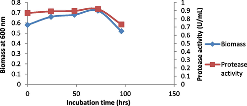 Effect of incubation time on cell growth and protease activity by B. Nakamurai PL4.