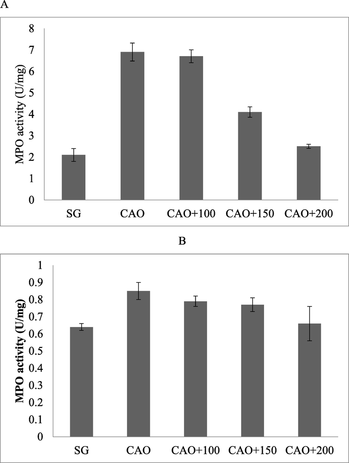 MPO activity in the cortex (A) and hippocampus (B) of mice treated with PP after artery occlusion.