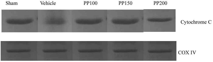 Role of PP on ischemic stroke induced Albino rat after 24 h reperfusion. Immunoblots of COXIV and cytochrome C from mitochondria sample prepared from Albino rats.