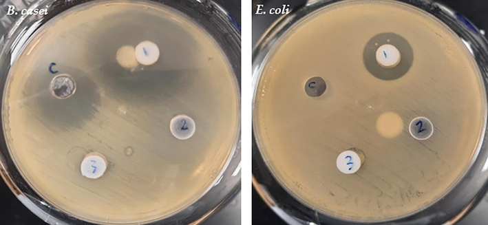 The impact of three medications against B. casei and E. coli. C; standard antibiotic control (streptomycin, 10 µg), 1: amlodipine (10 mg), 2: metformin (10 mg) and 3: atorlip (10 mg).