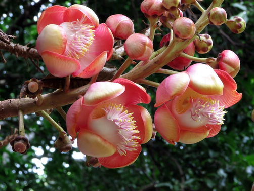 Couroupita guianensis flower petal.