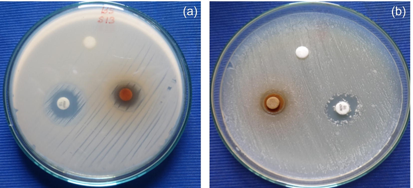 (a-b). Antibacterial activity of AgNPs against Gram Positive (Bacillus subtilis) and Gram Negative (Escherichia Coli) stains.