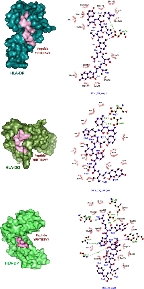 The HLA alleles and peptidyl epitope interaction. The interacting amino acids are shown through Ligplot software.