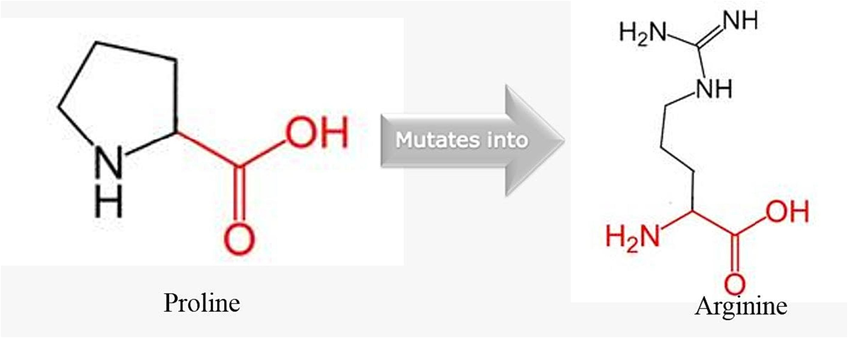 Effect of amino acid replacement in SNP rs1042522 (Pro72Arg).