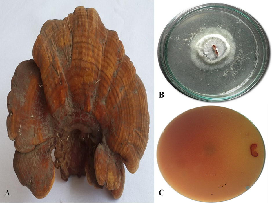 Pictures showing Ganoderma multipileum (CM10): A. Basidiome, B. Pure culture and C. Guaiacol plate medium (bottom view) (Photos taken by Aisha Umar).