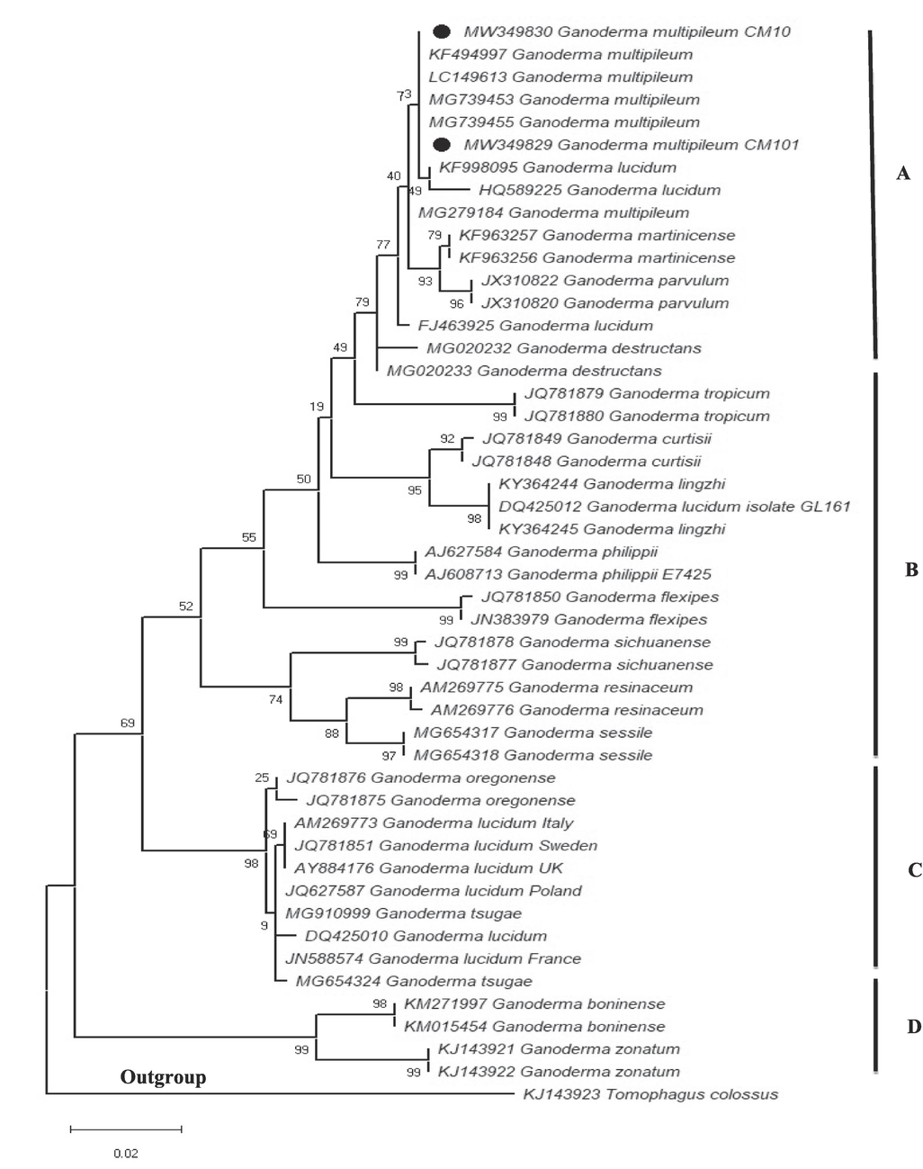 Phylogenetic tree of G. multipileum (CM10, CM101) and related species based on ITS sequences generated by maximum likelihood method in MEGA 10.0. Tomophagus colossus was chosen as the outgroup. Bootstrap values (>50%) are shown at the branches (Constructed by Aisha Umar).